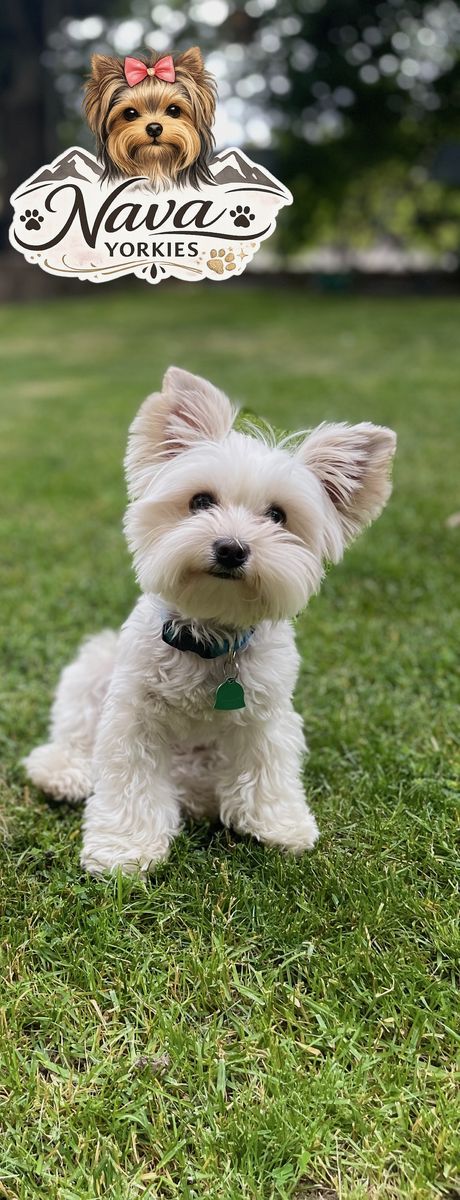 AKC Blond Parti Yorkie For Stud