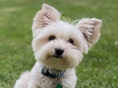 AKC Blond Parti Yorkie For Stud