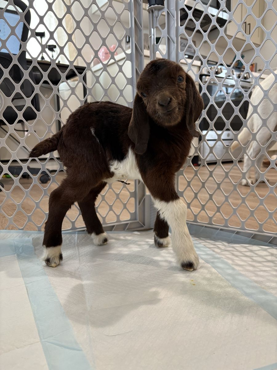 Bottle babies (Boer Goats)