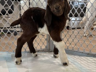 Bottle babies (Boer Goats)