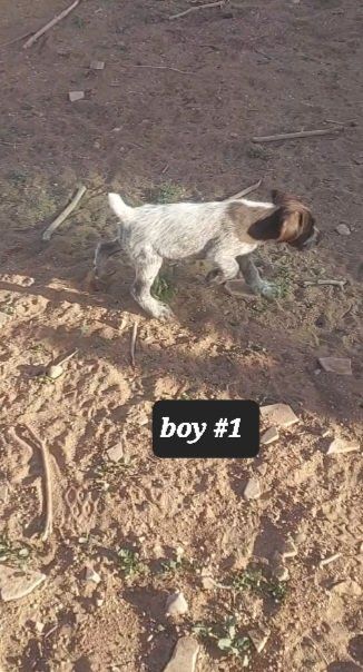 AKC registered German wirehaired pointer pups