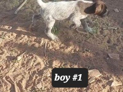 AKC registered German wirehaired pointer pups