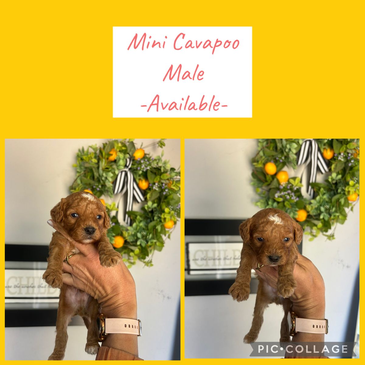 Cavapoo Puppies male & female