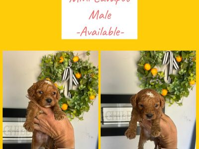 Cavapoo Puppies male & female