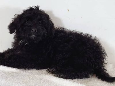 Mini Goldendoodle Boy Ginger – $1500