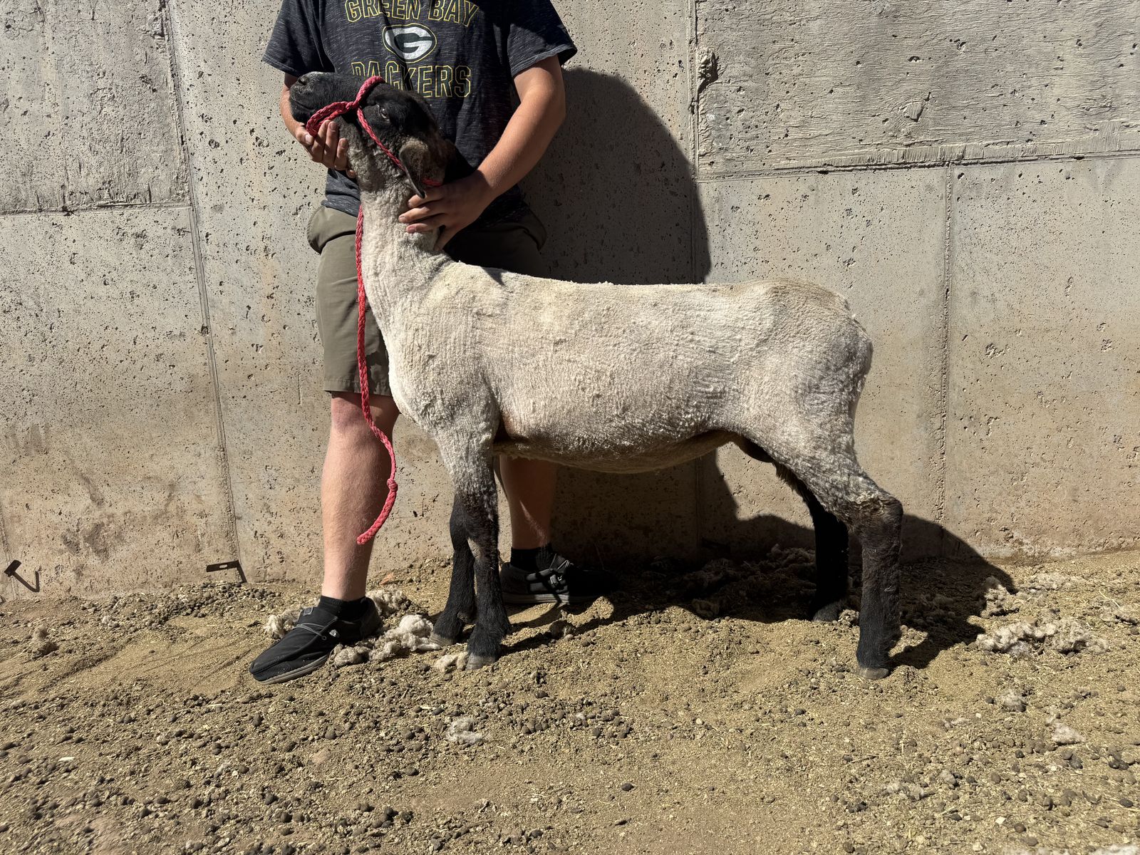 Club Bred Ewes