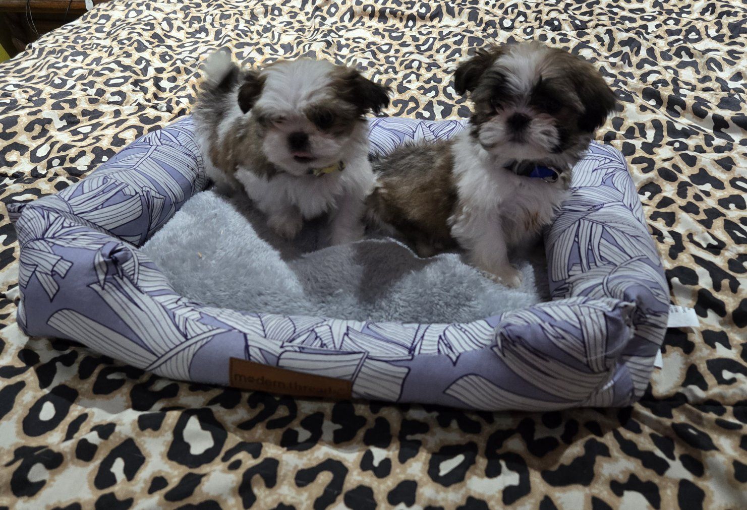 AKC Shitzu/shih Tzu puppies