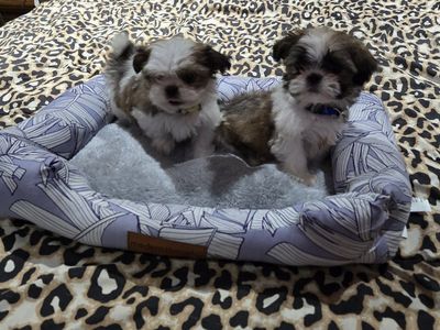 AKC Shitzu/shih Tzu puppies