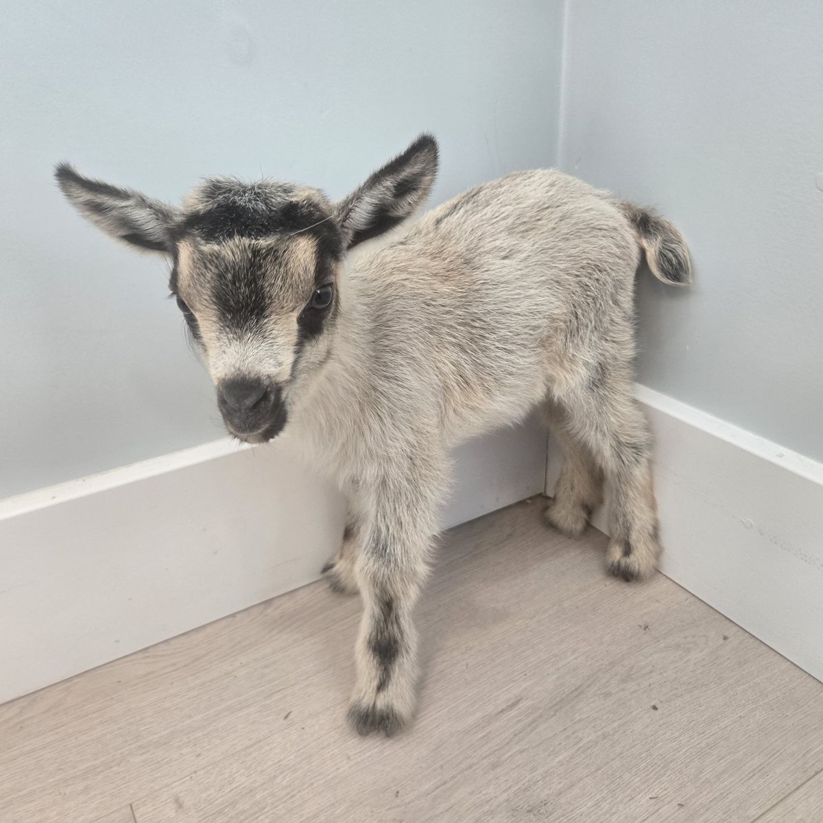 Nigerian Dwarf Goat Buckling – Ready July 28th