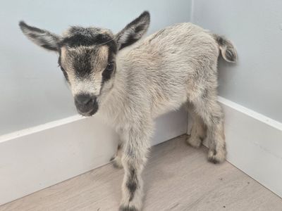 Nigerian Dwarf Goat Buckling – Ready July 28th