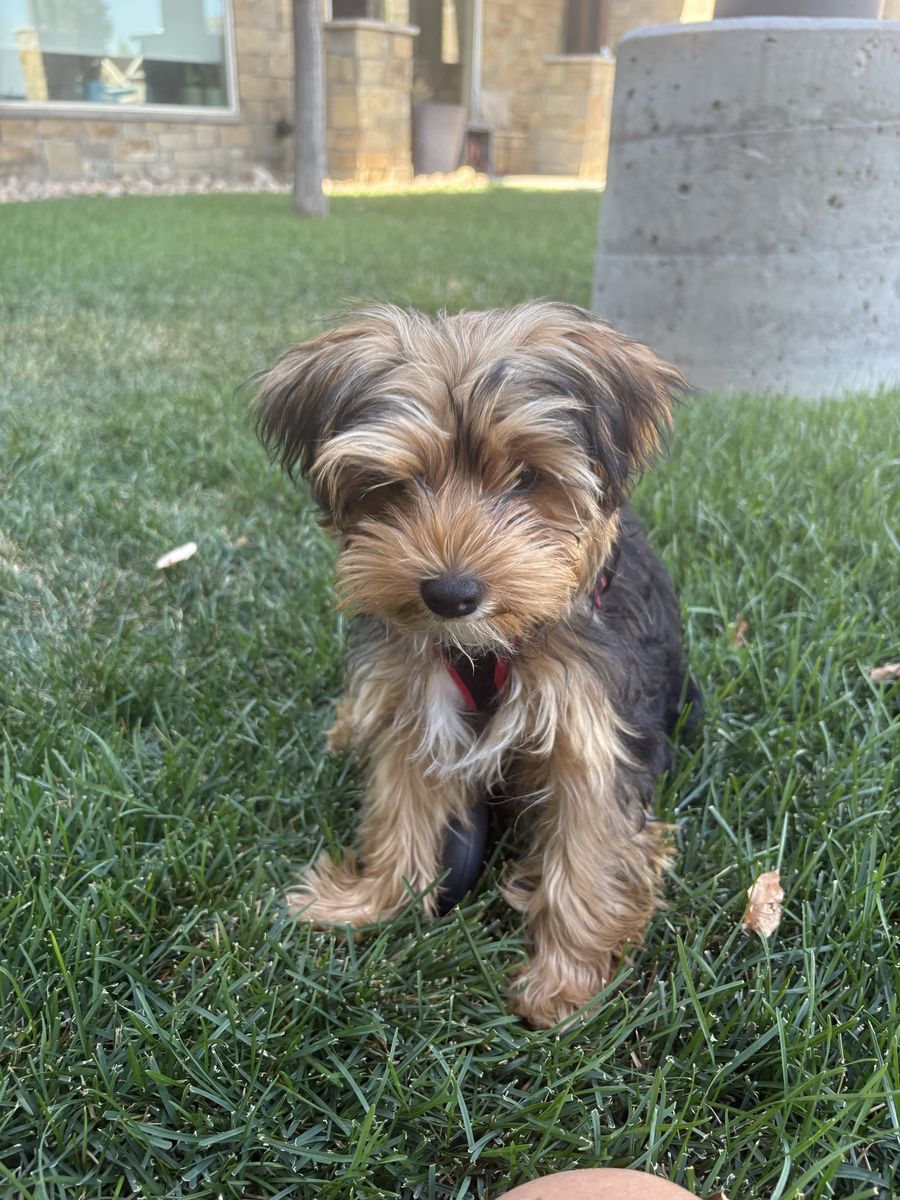 17 week old Yorkie puppy 