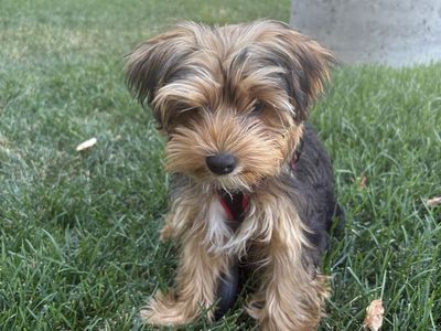 17 week old Yorkie puppy