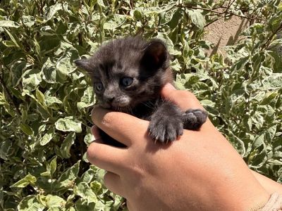 9 Baby kittens - litter trained, held daily, and trained mousers ready to go home June 19th