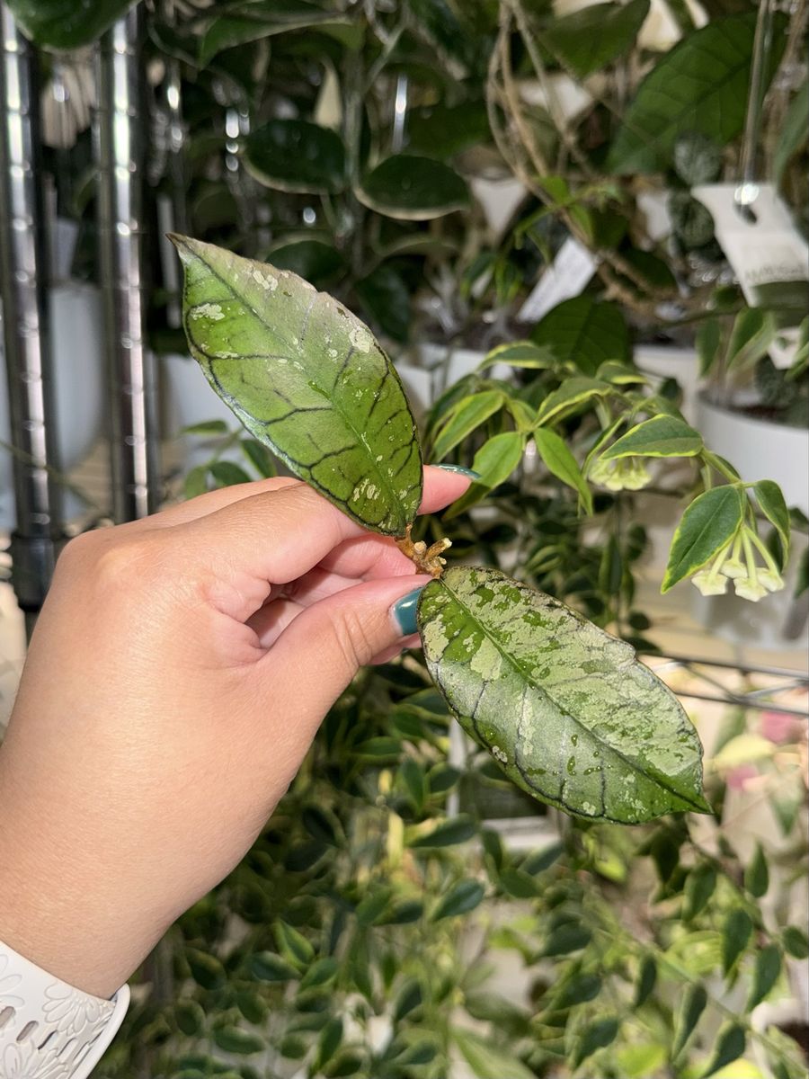 Hoya Gunung Gading Ghost (splash) - Plant