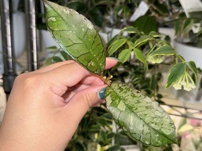 Hoya Gunung Gading Ghost (splash) - Plant