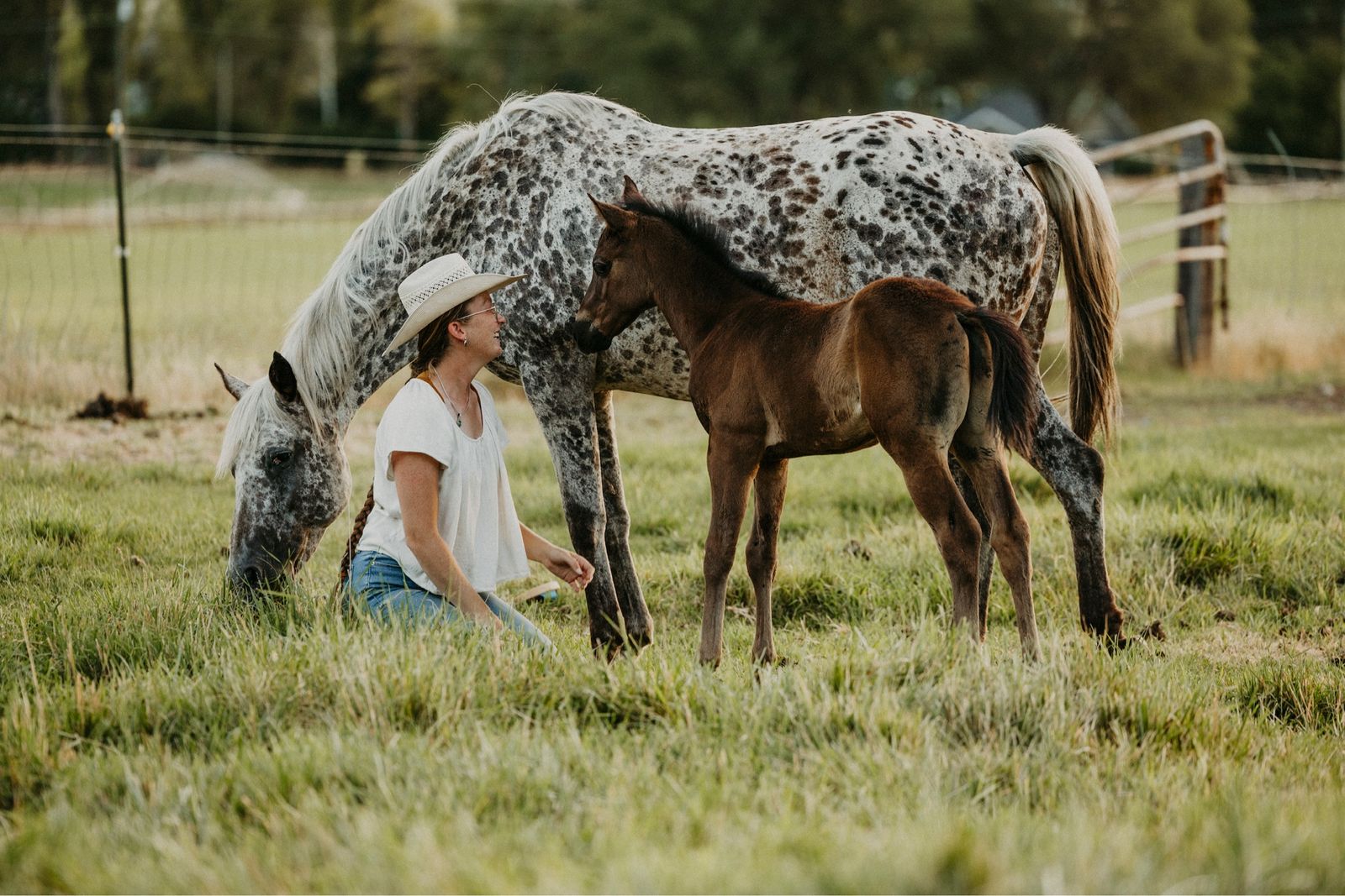 2026 Solid Appy Colt