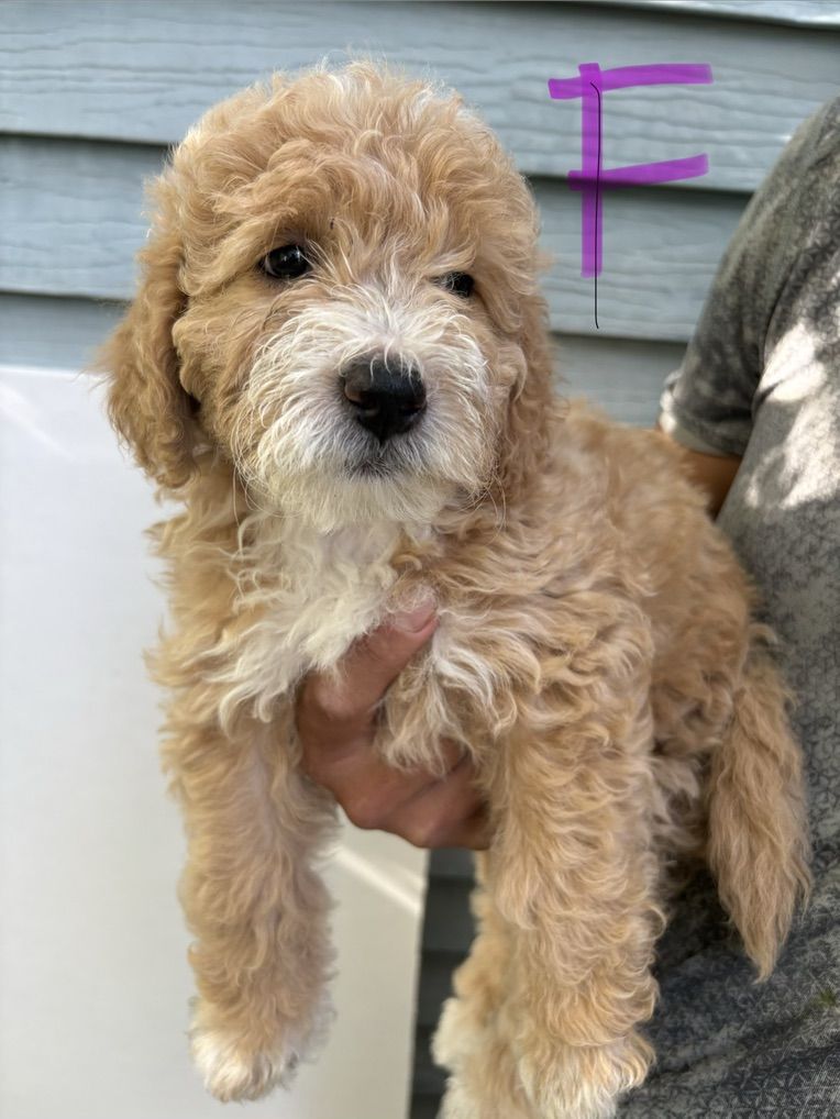 mini Goldendoodles