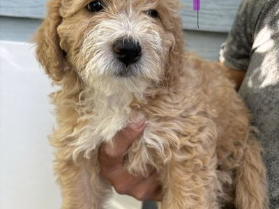 mini Goldendoodles