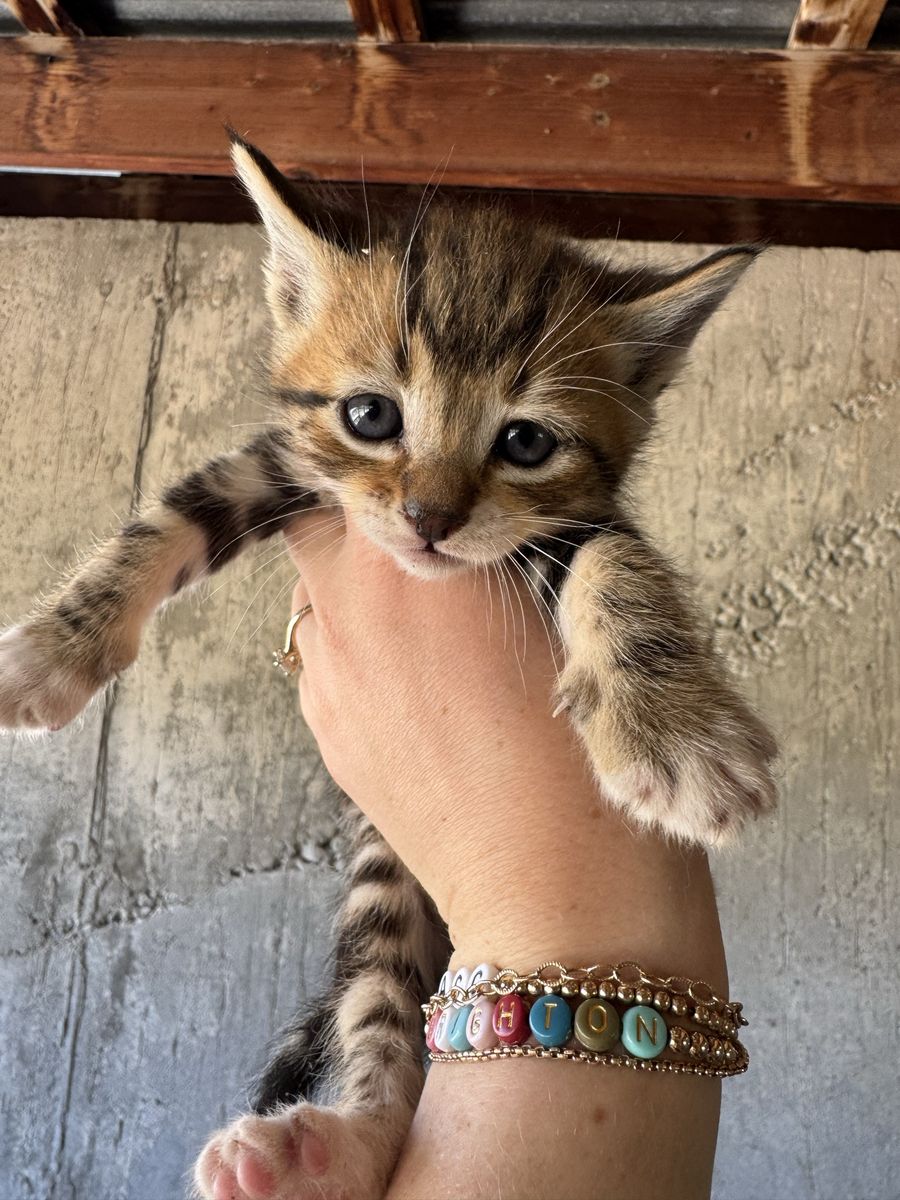 Kittens