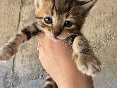 Kittens