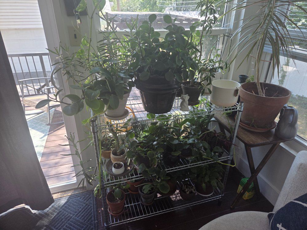 Assorted Live Indoor Houseplants Lot