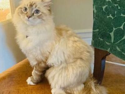 SWEET TINY RAGDOLL kittens--SUPER AFFECTIONATE/ STAY SMALL! Less allergenic/shed less! Loyal Puppy like--will follow everywhere!
