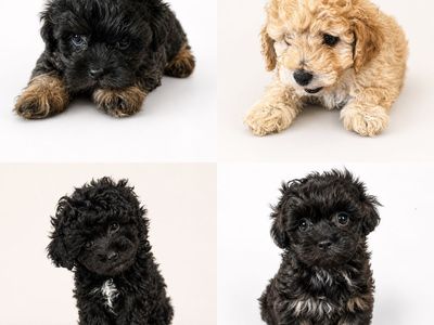 Premium F1 Maltipoo Puppies Hypoallergenic | Family Raised Mini/Toy