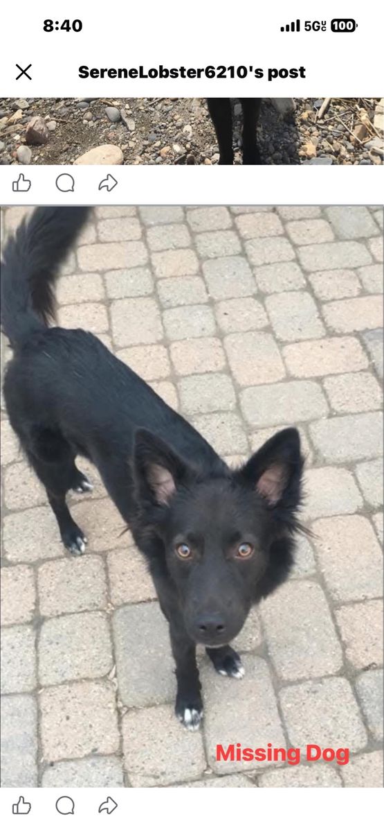Missing dog 6/6/26 Clearfield area