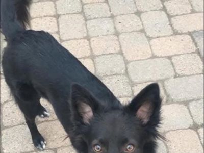 Missing dog 6/6/26 Clearfield area