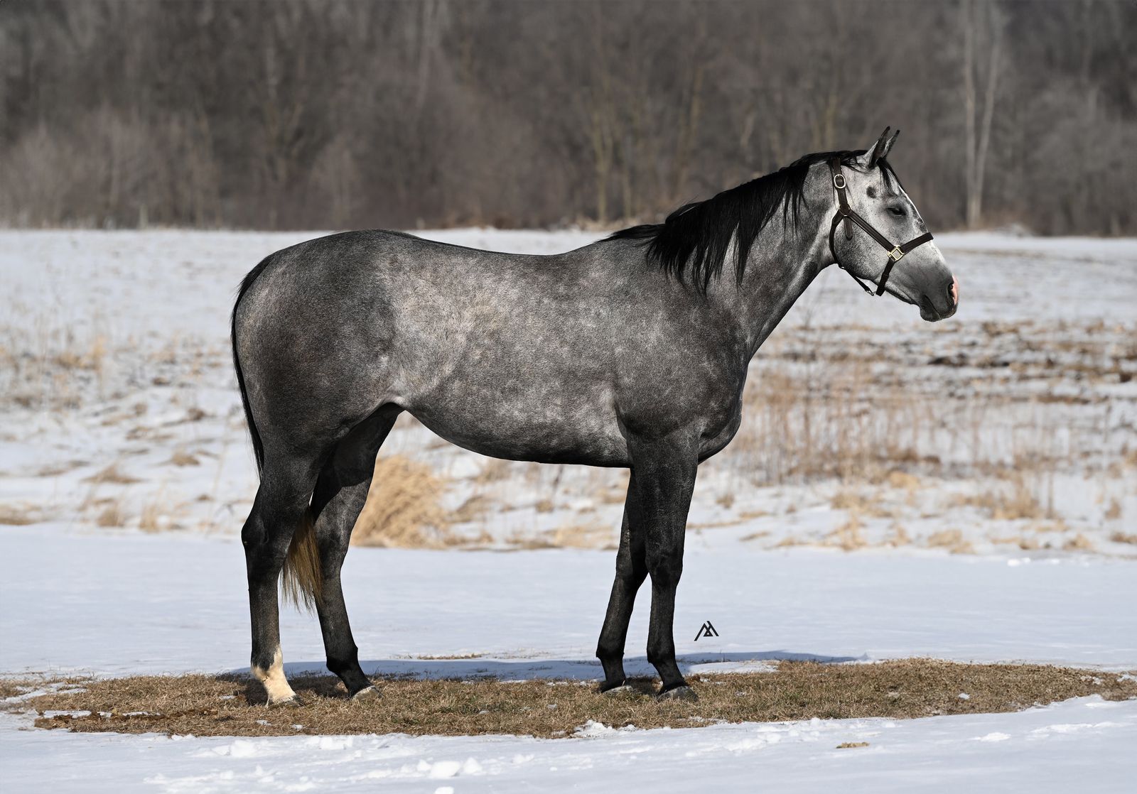 𝗗𝗔𝗣𝗣𝗟𝗘𝗗 𝗚𝗿𝗮𝘆 𝗠𝗮𝗿𝗲 𝗯𝘆 𝗢𝗰𝗲𝗮𝗻𝘀 𝗔𝗽𝗮𝗿𝘁 (𝗧𝗿𝗲𝘀 𝗦𝗲𝗶𝘀)