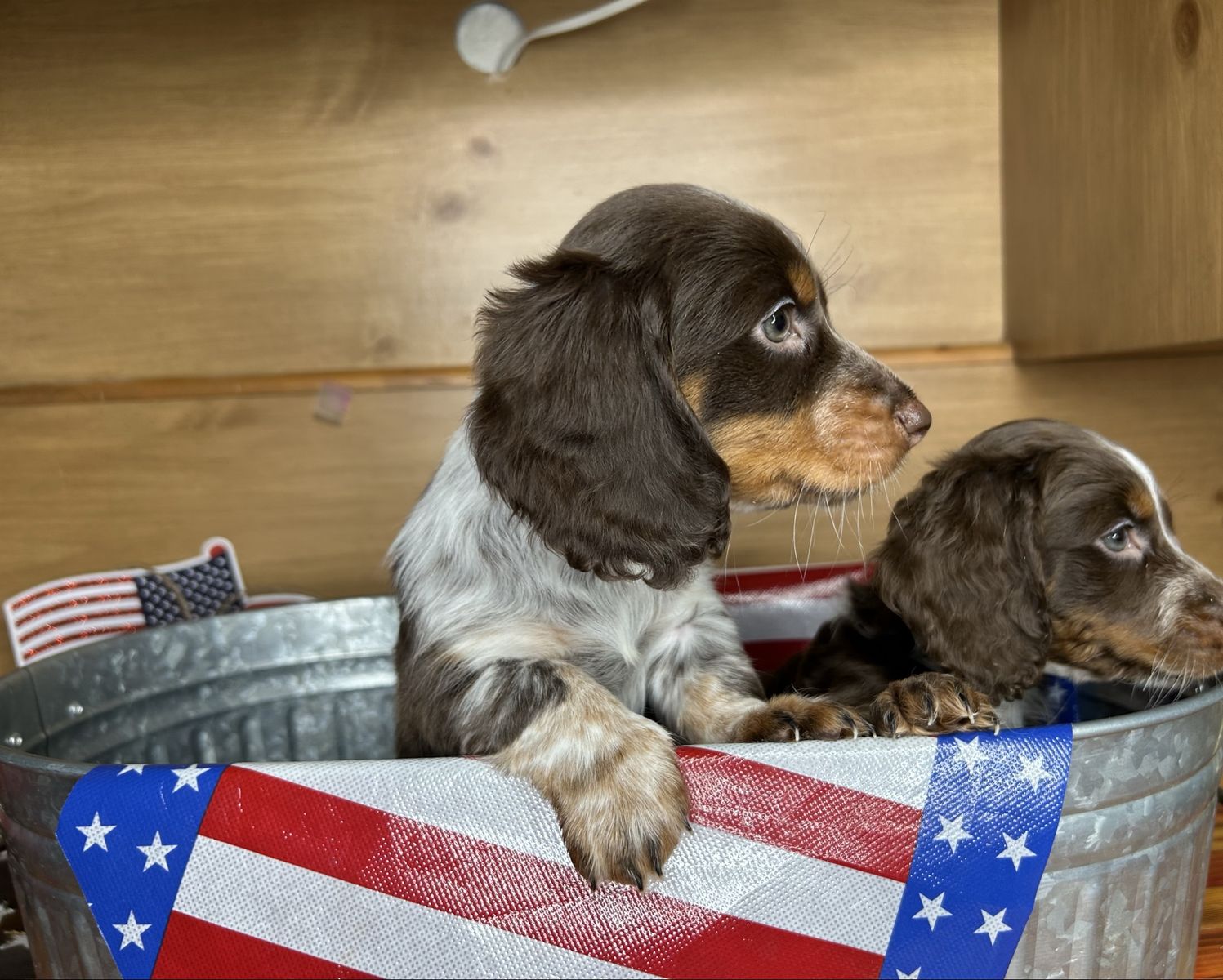 Female long haired dachshund