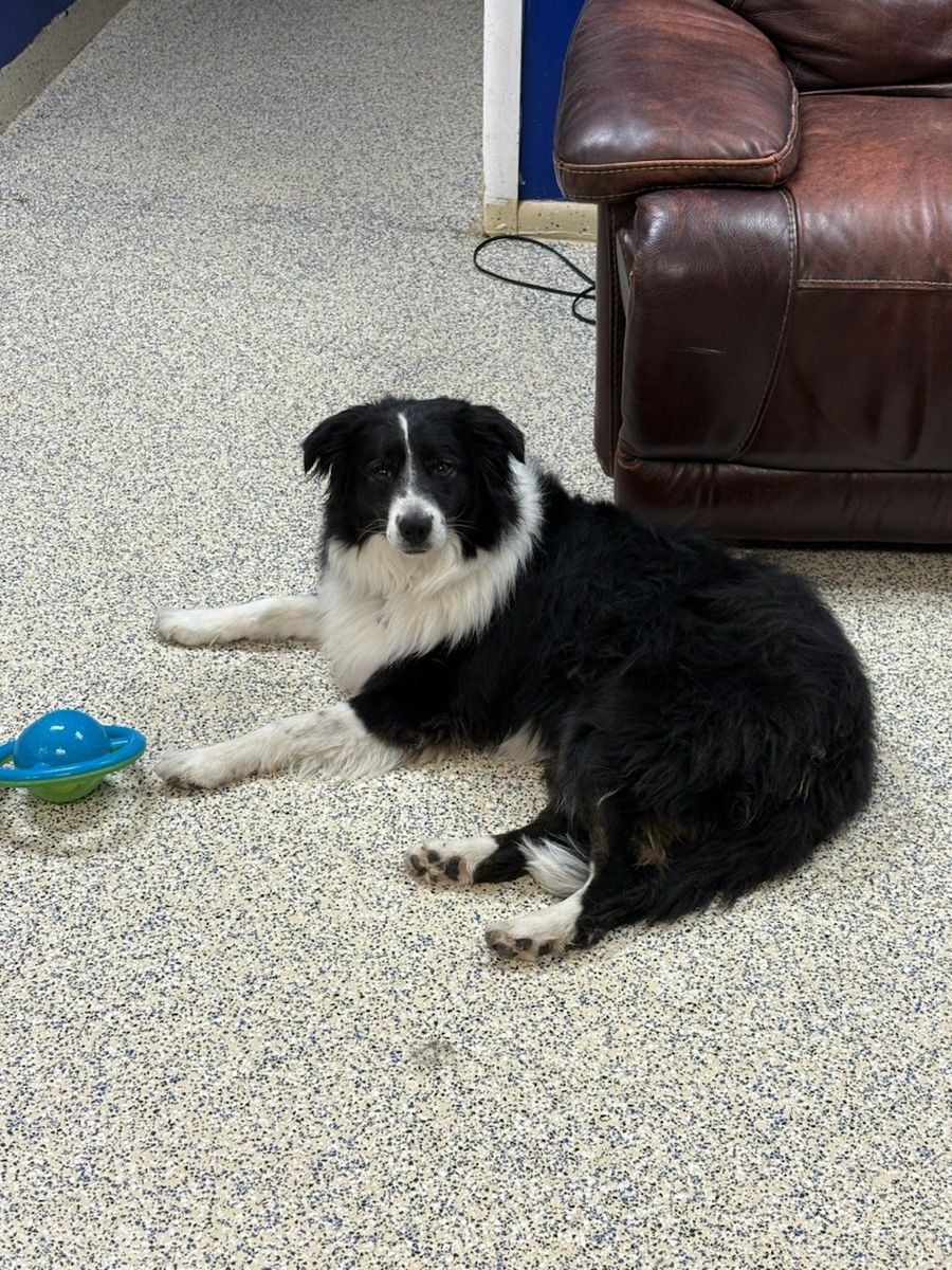 Free Aussie/border mix dog