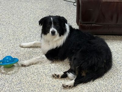 Free Aussie/border mix dog