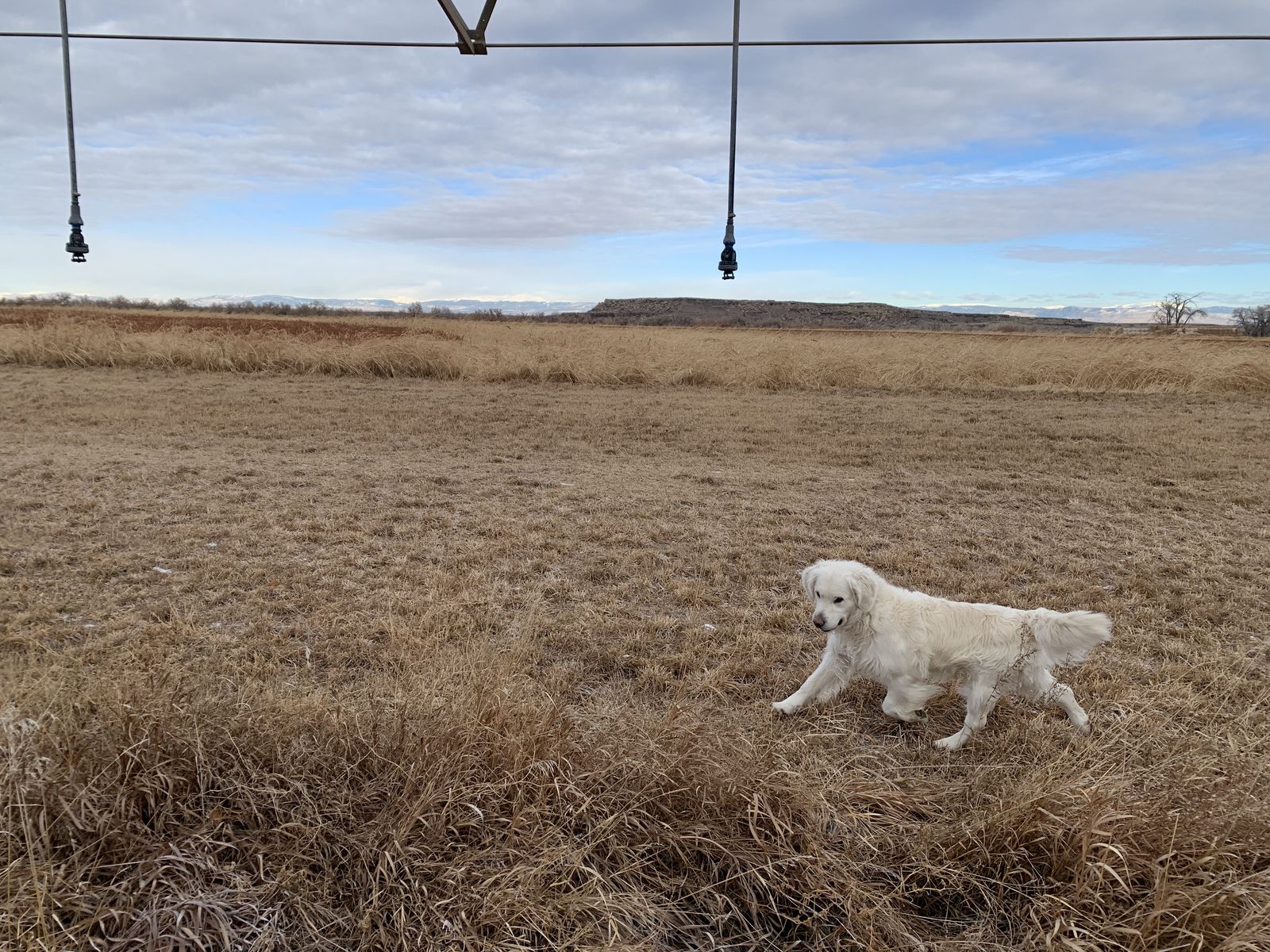 English Cream Golden Retriever Male 7 Years Old