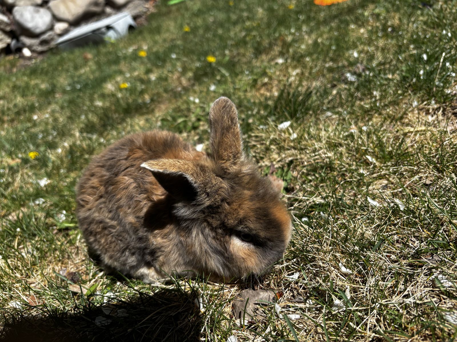 Baby Lionhead Bunny’s - Perfect for Easter!