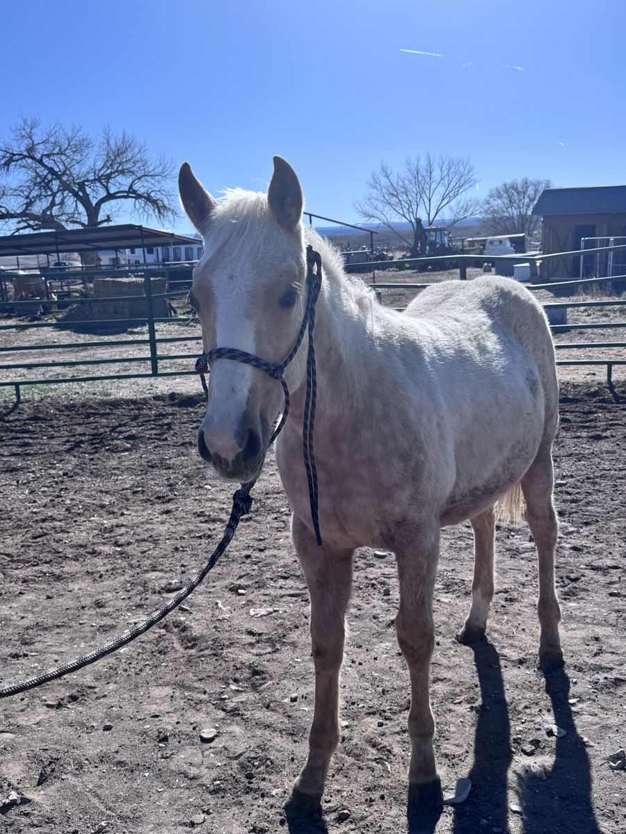 AQHA 2025 Filly