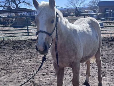 AQHA 2025 Filly