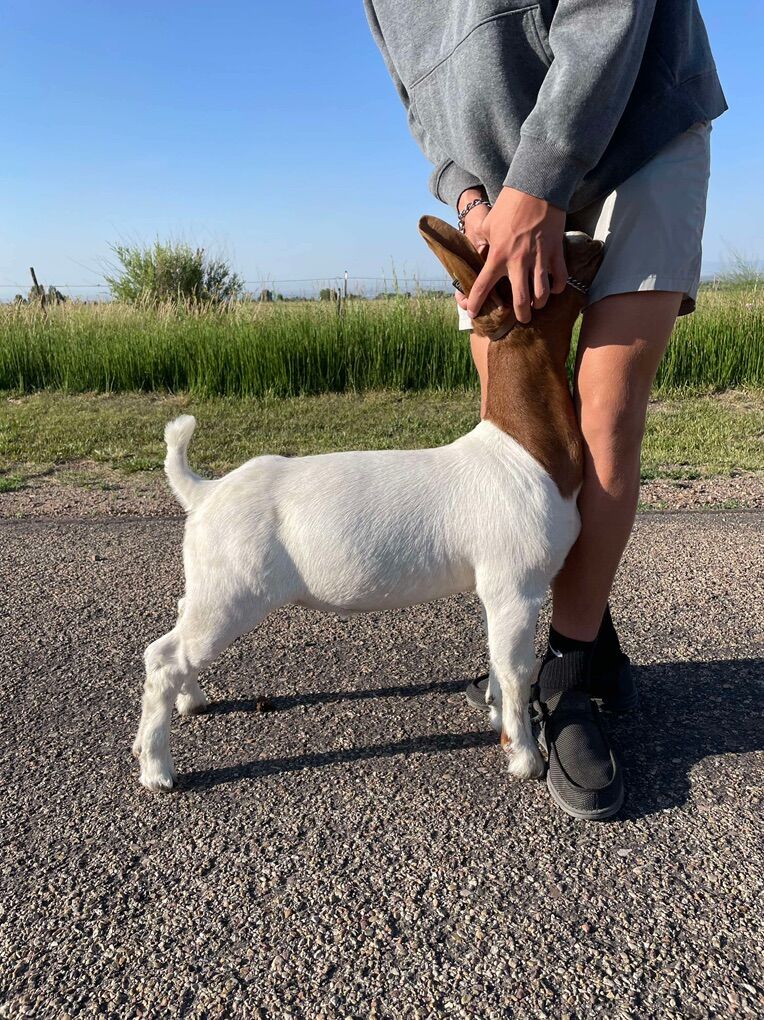 Show Wether Boer Babies- Herd Dispersal