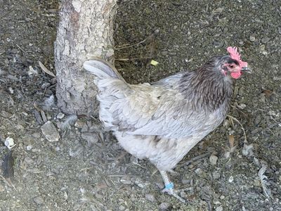 Chicken Americana 1 year old layer