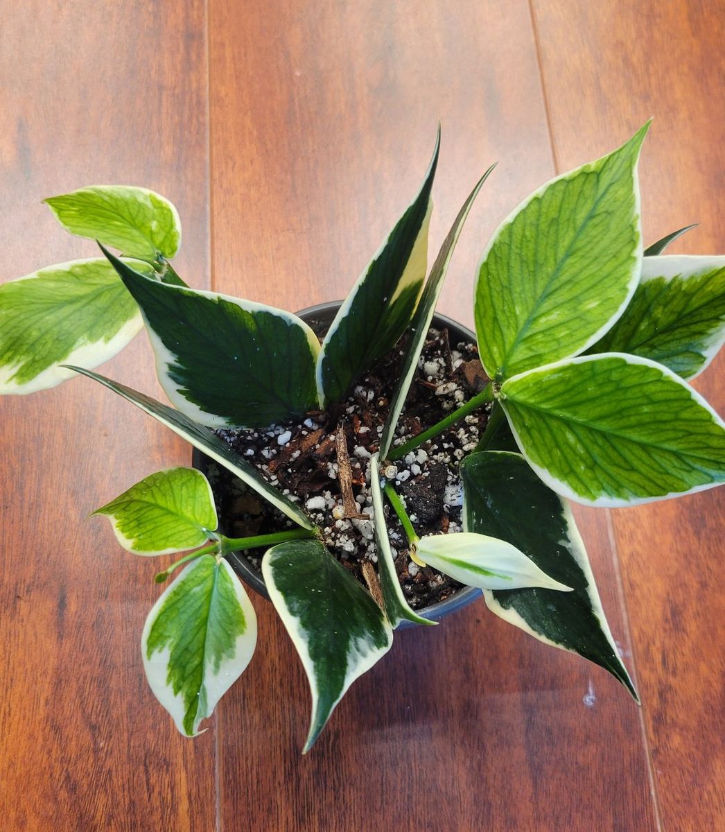 Variegated Hoya Polyneura Live Houseplant