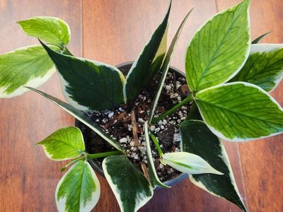 Variegated Hoya Polyneura Live Houseplant
