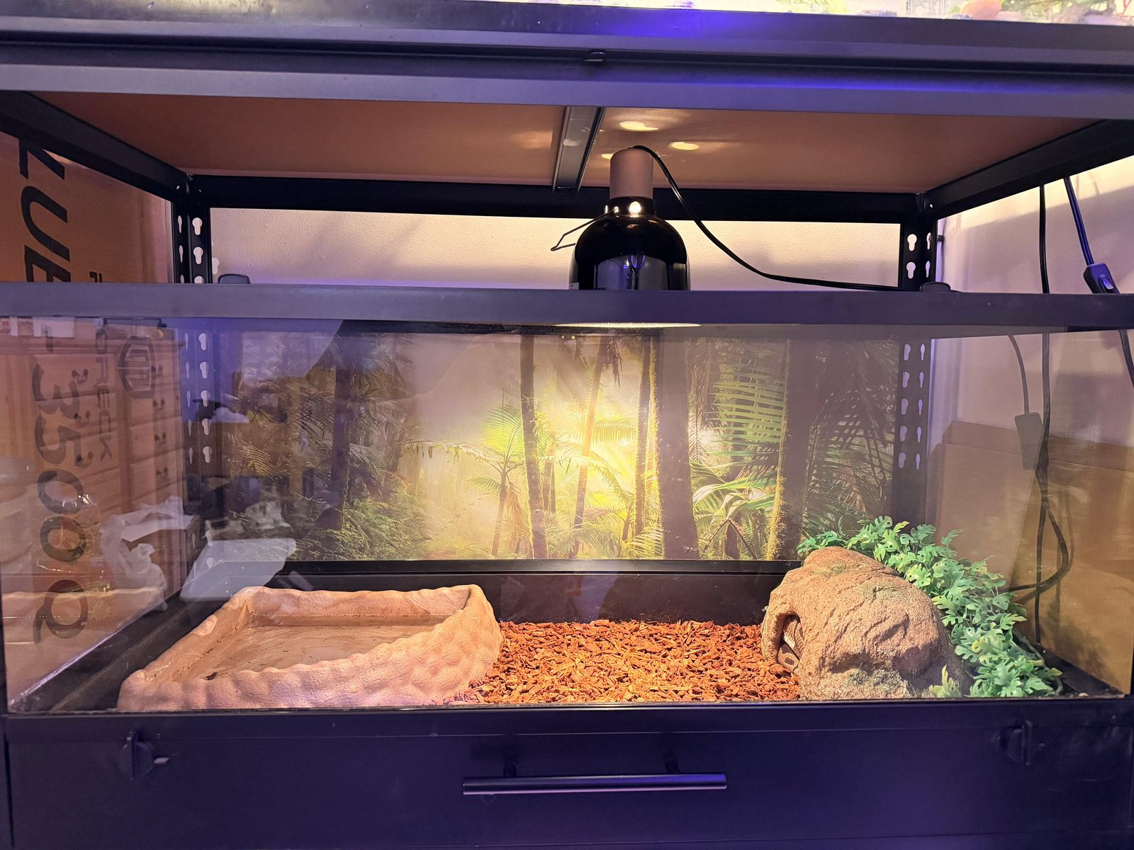 Ball Python