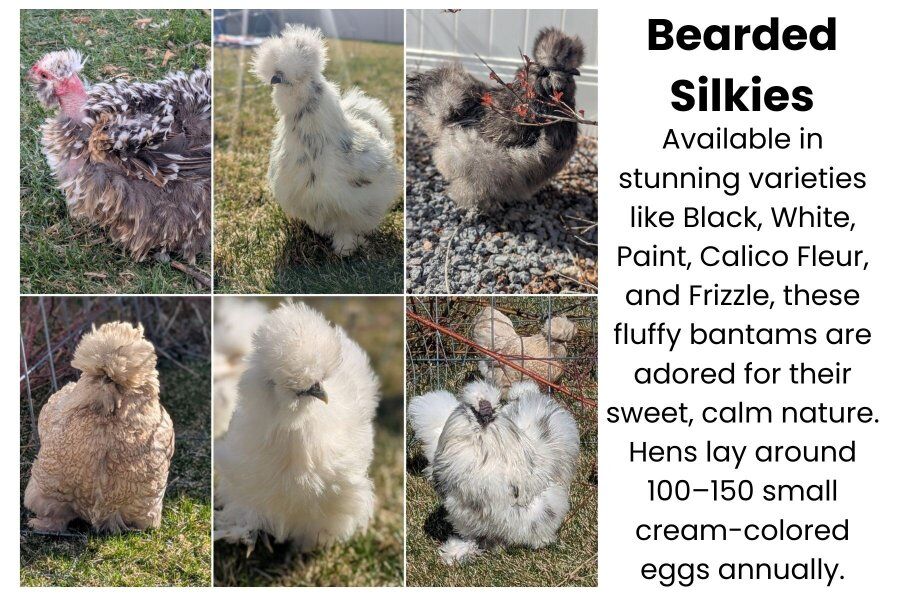 SPRING Silkie Bearded Chicks, Satin, Frizzle, hen