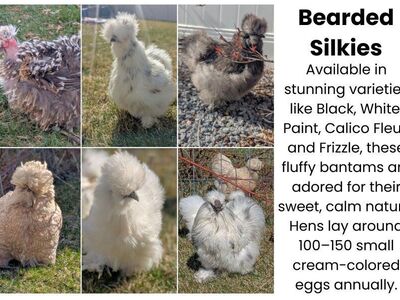 SPRING Silkie Bearded Chicks, Satin, Frizzle, hen