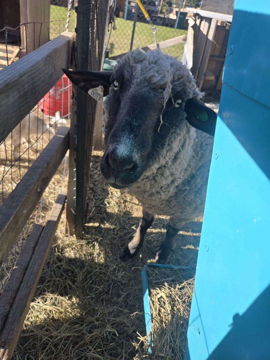 Sweet 5 year old Ewe