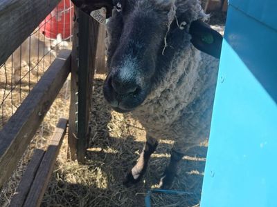 Sweet 5 year old Ewe