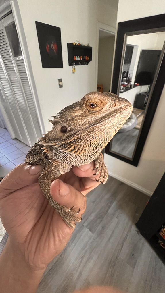 Bearded Dragon For Sale