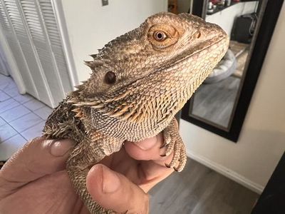 Bearded Dragon For Sale