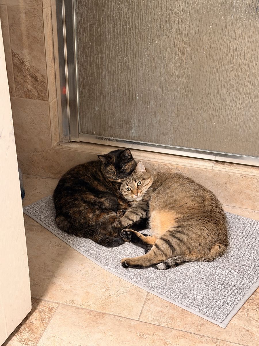 Two 5-Year-Old Spayed Female Cats - Must Go Together, Sweet & Playful, All Supplies Inc.