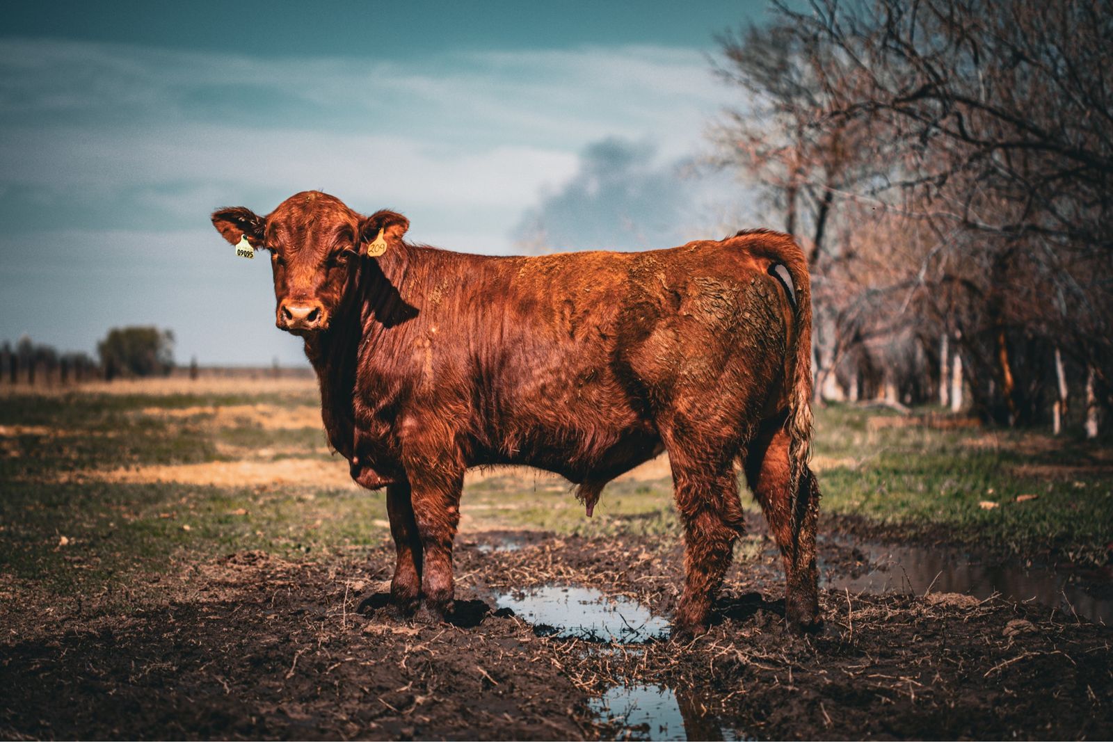 Yearling Gelbvieh Bull